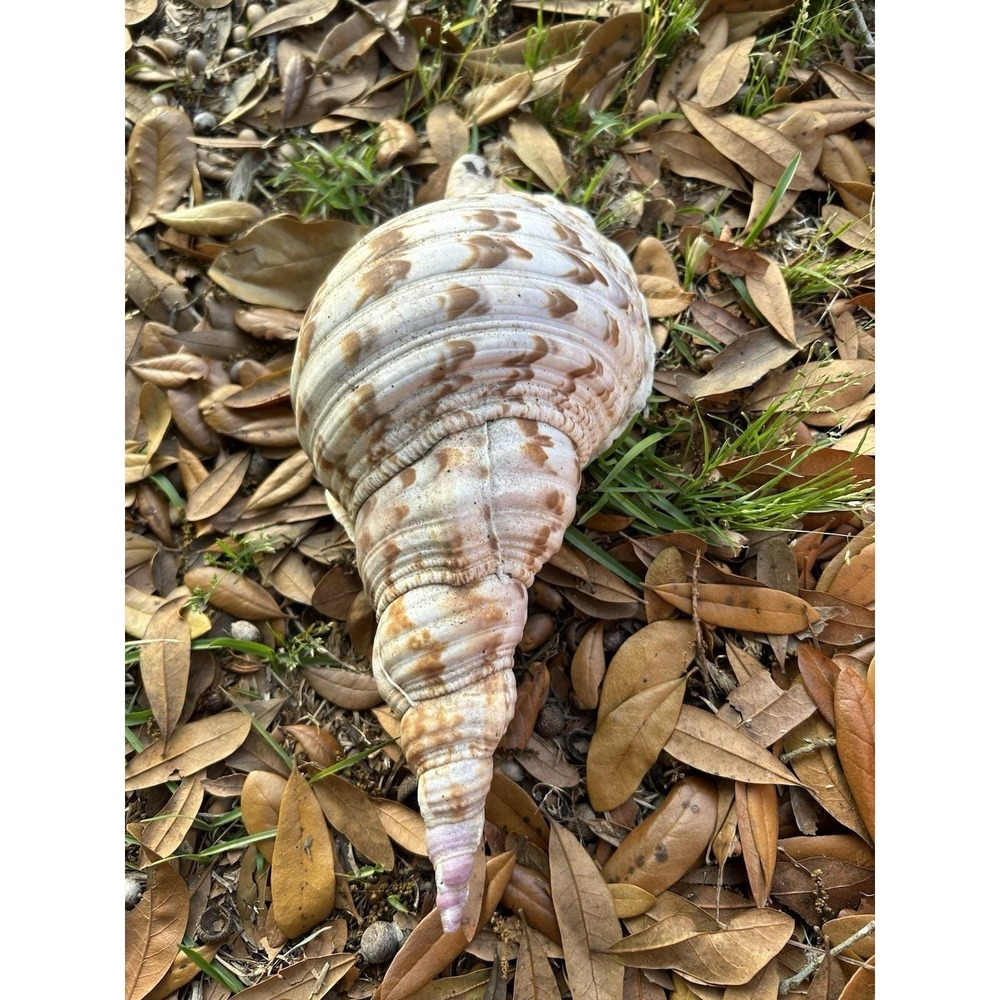 Large Triton Trumpet Charonia Tritonis Conch Sea Shell 11" - Picture 2 of 5